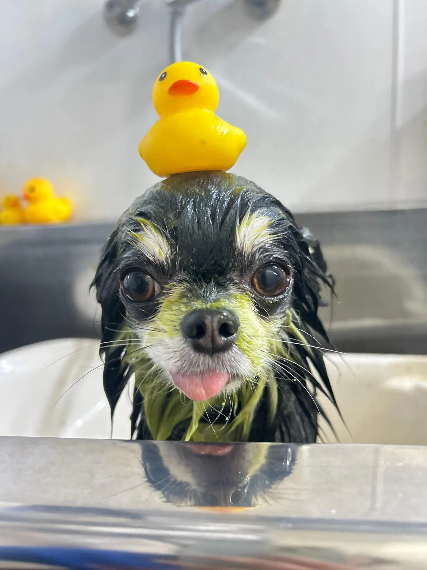 Gilbert𓂃٭ 𓈒𓏸