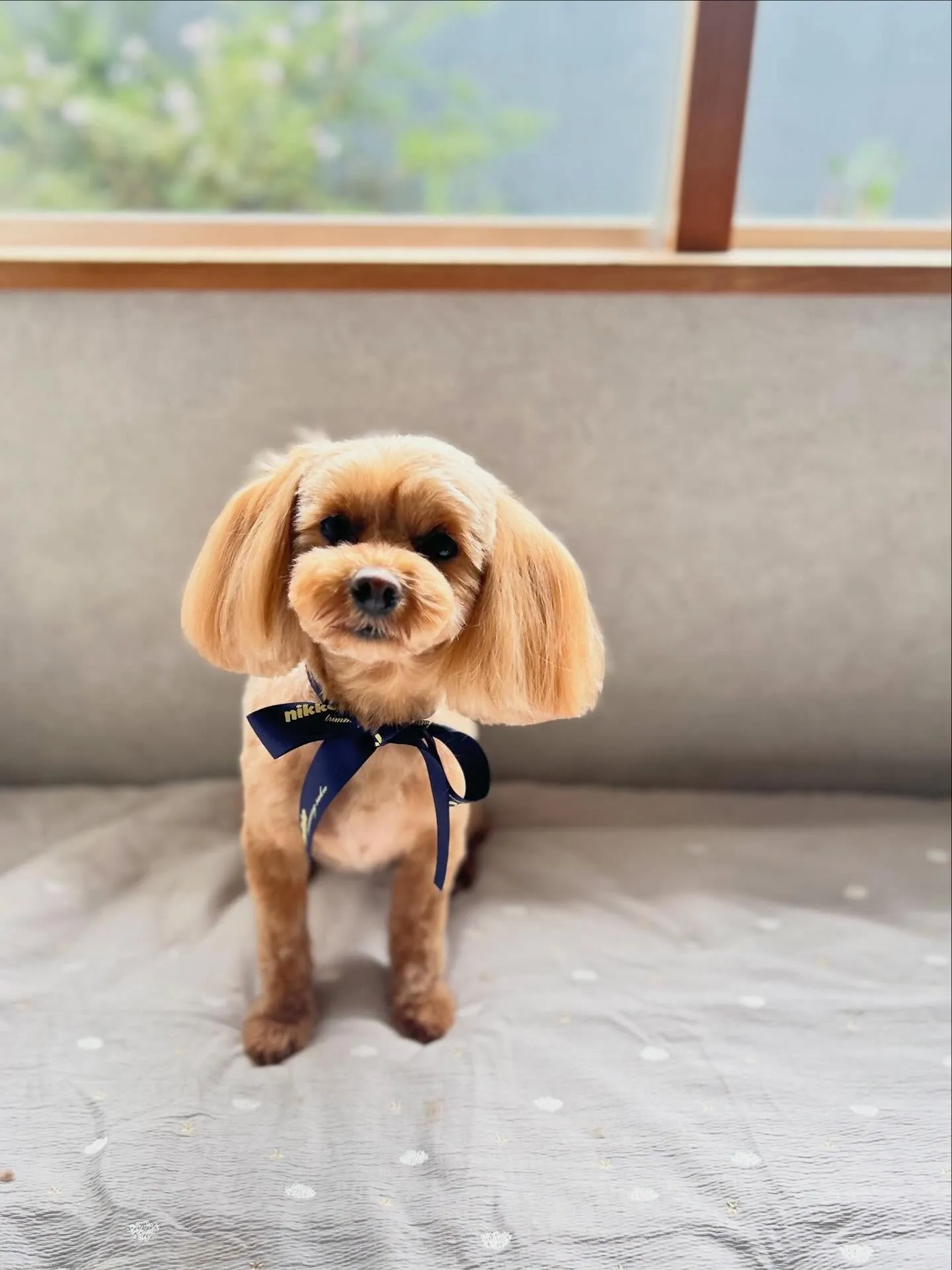 Maron𓂃٭ 𓈒𓏸