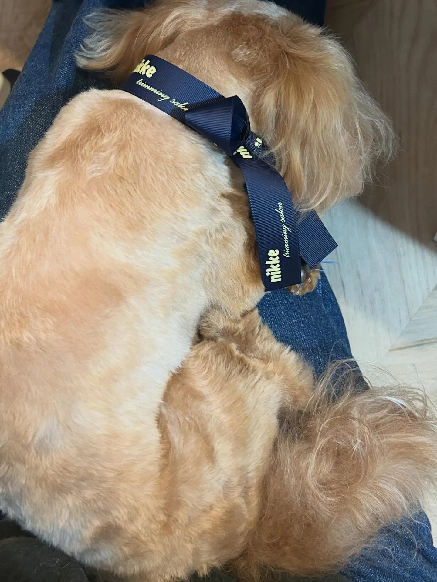 Maron𓂃٭ 𓈒𓏸