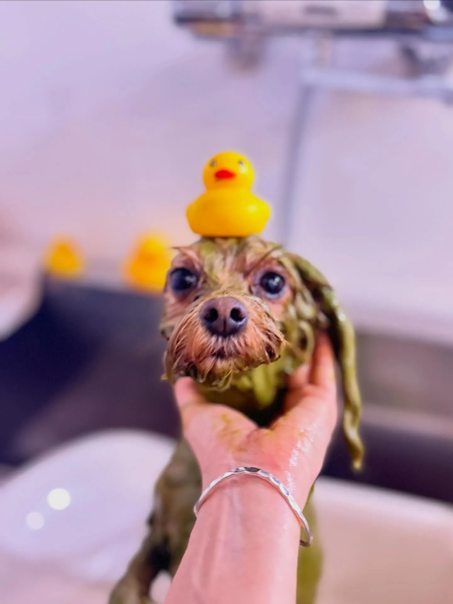 Maron𓂃٭ 𓈒𓏸