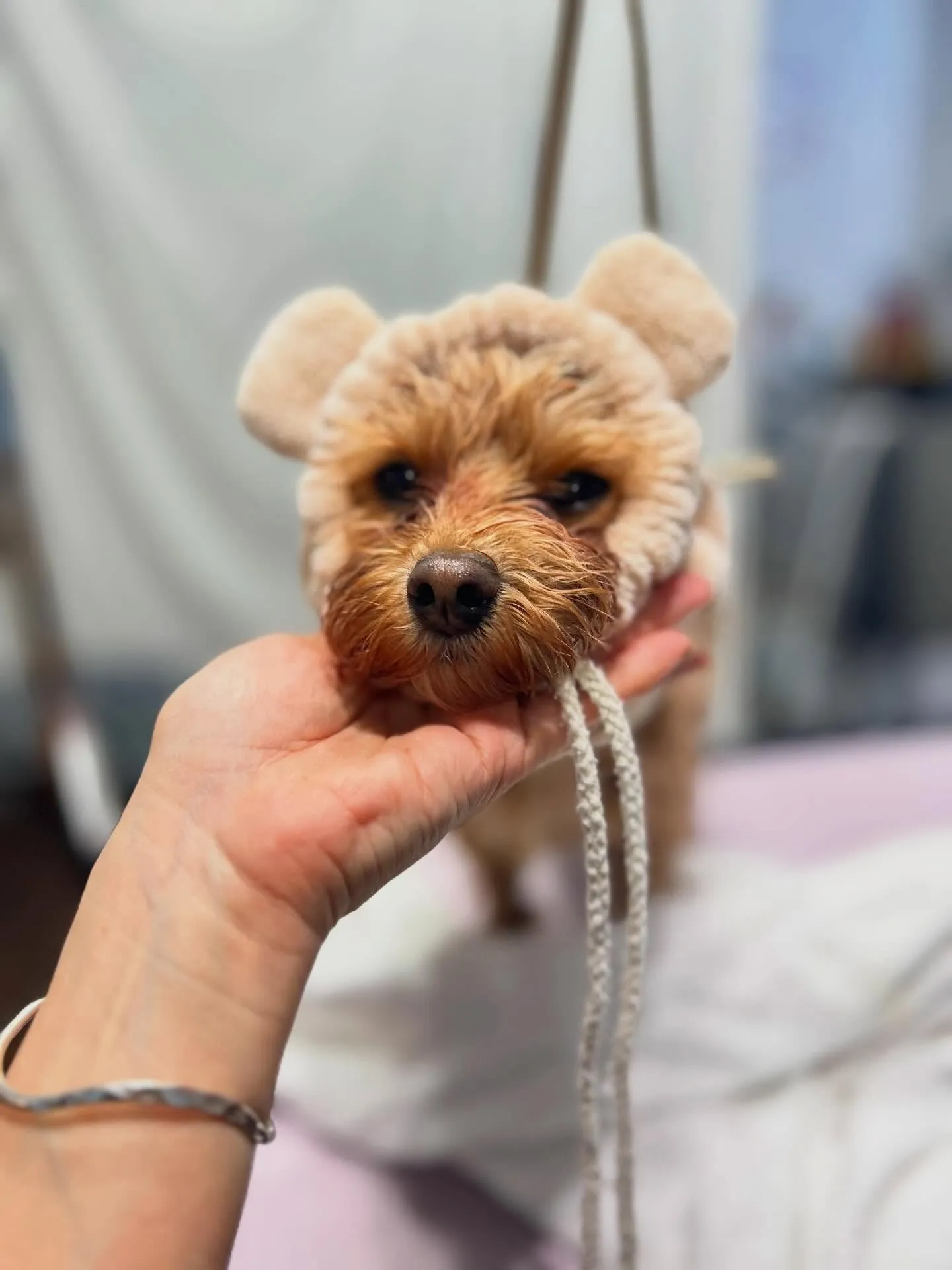 Maron𓂃٭ 𓈒𓏸