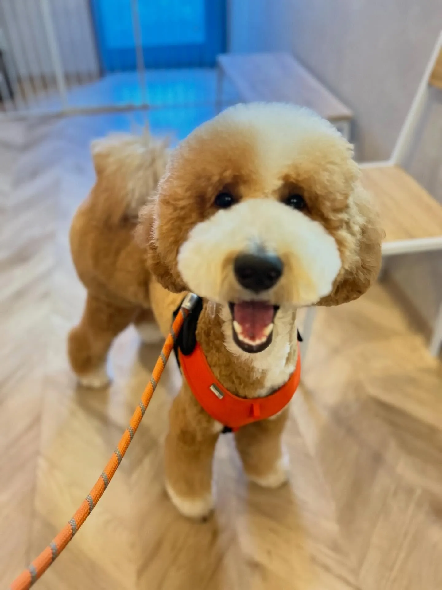 ハーブパック🌿