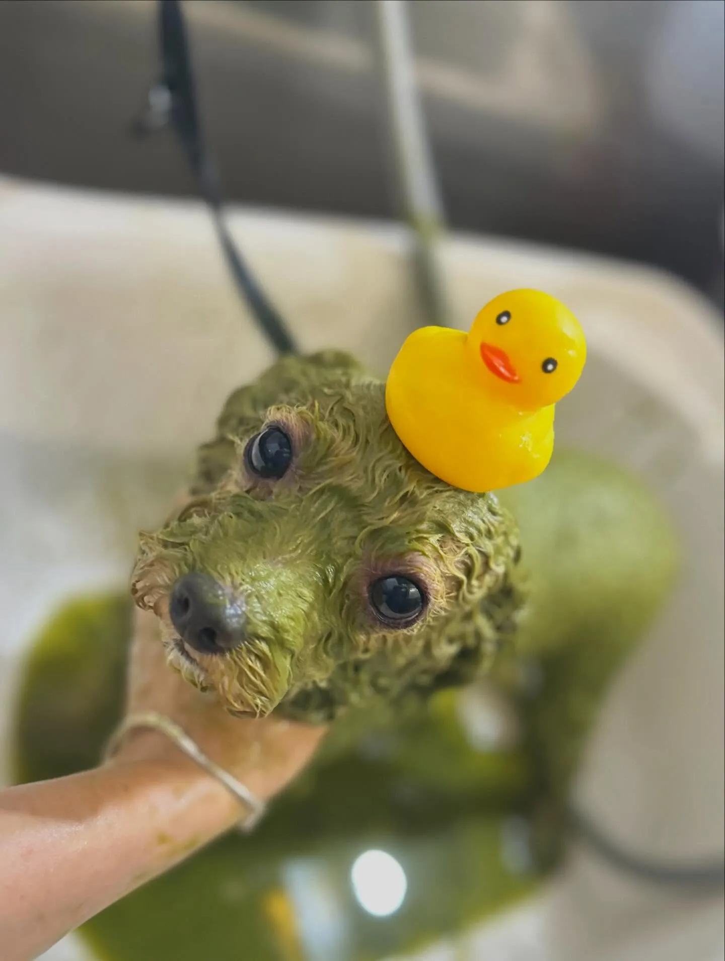 ハーブパック🌿