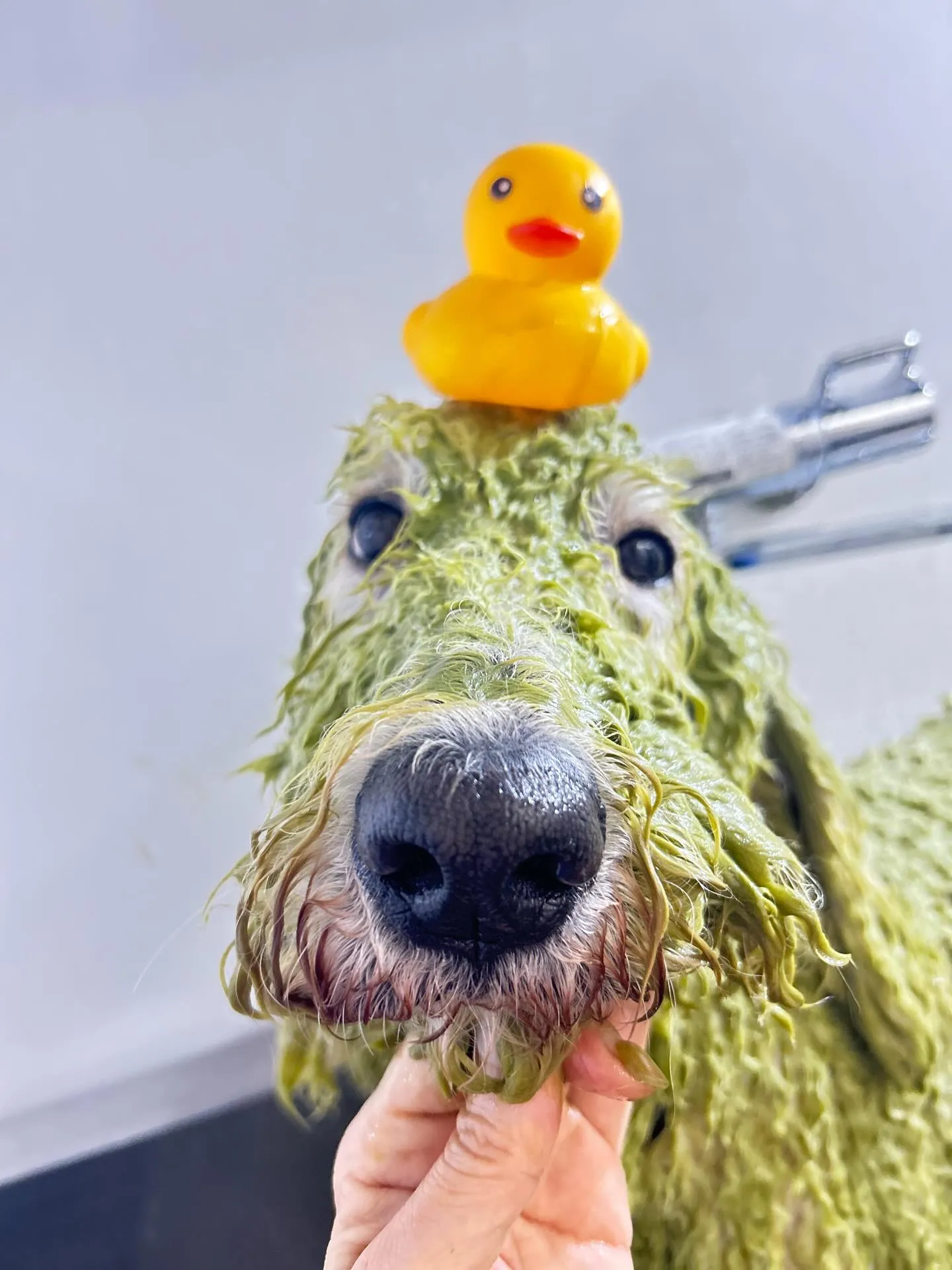 ハーブパック🌿