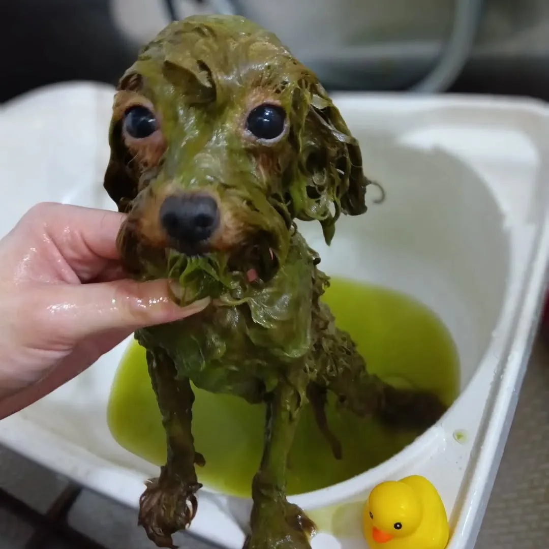 ハーブパック🌿