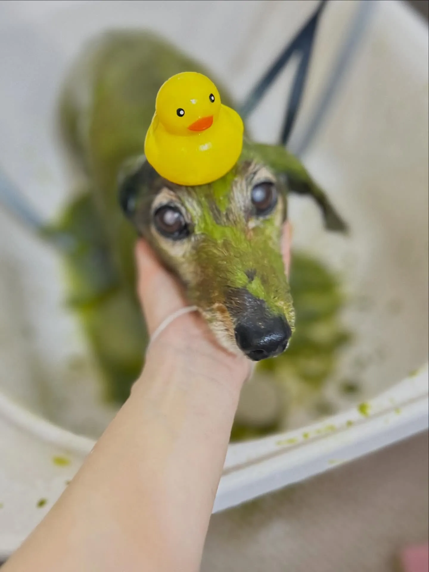 ハーブパック🌿