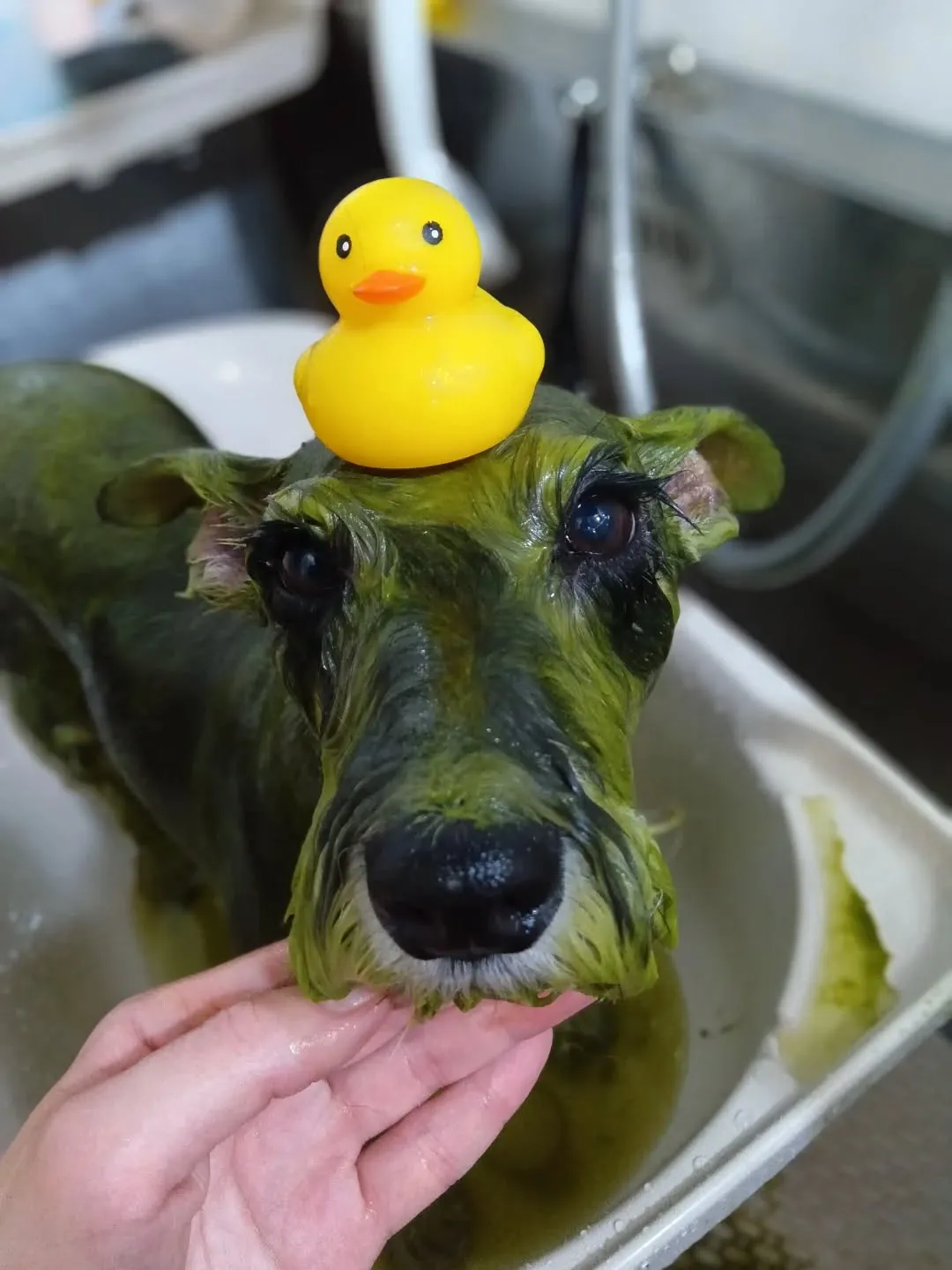 ハーブパック🌿