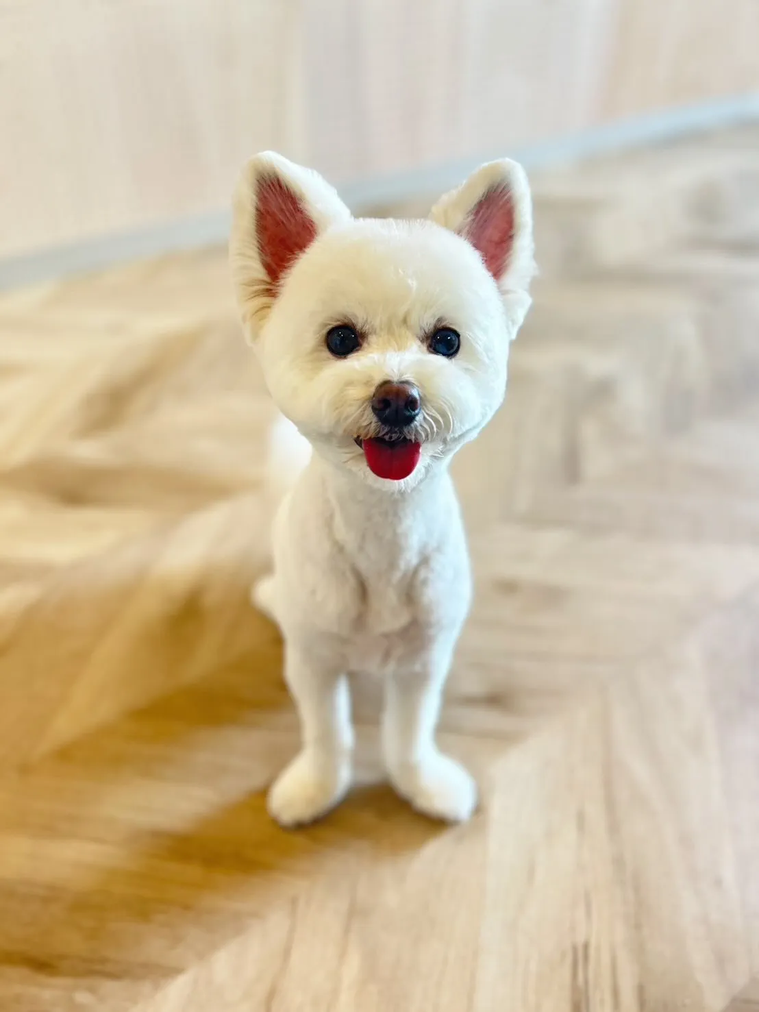 ハーブパック🌿