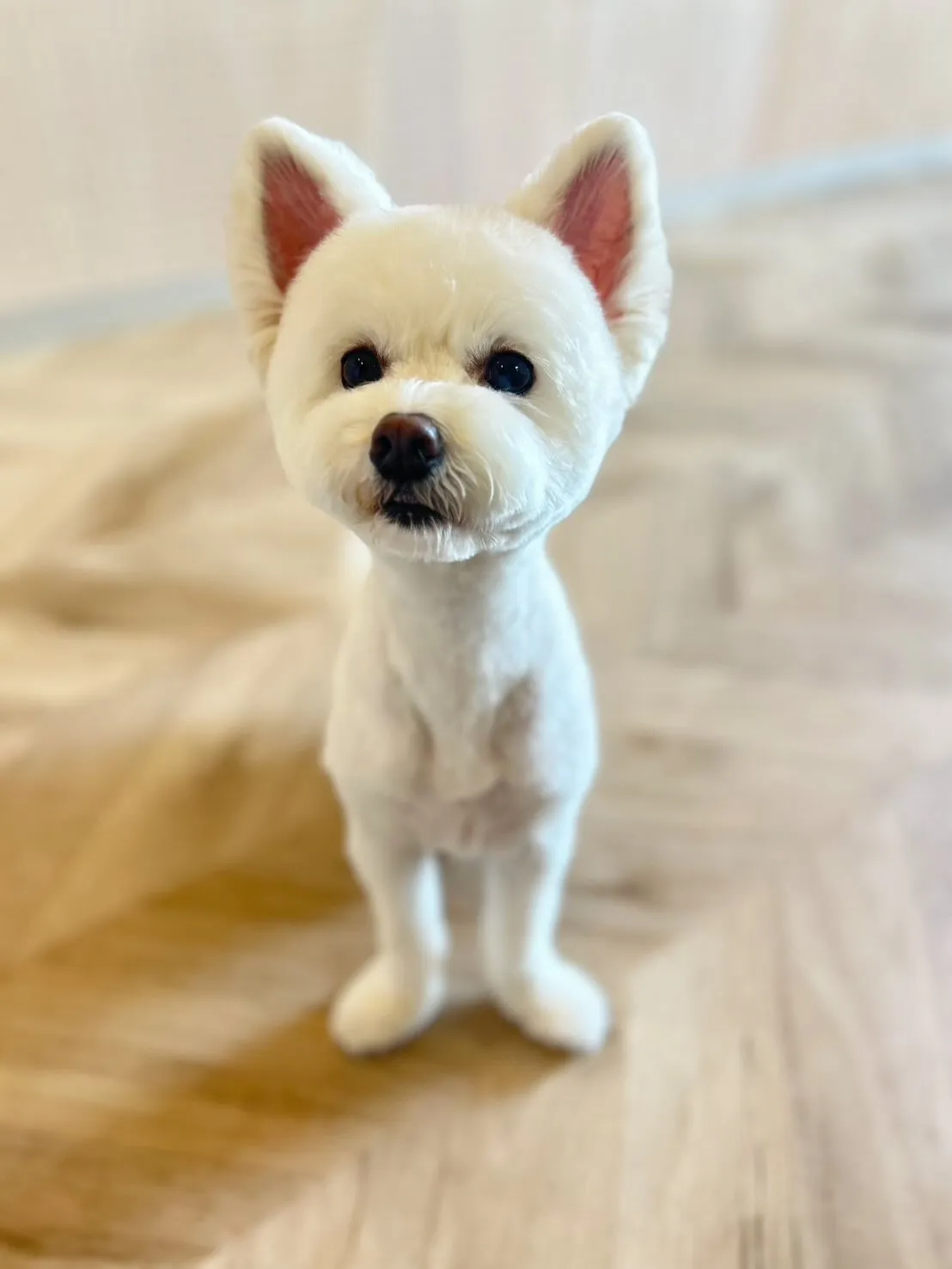 ハーブパック🌿