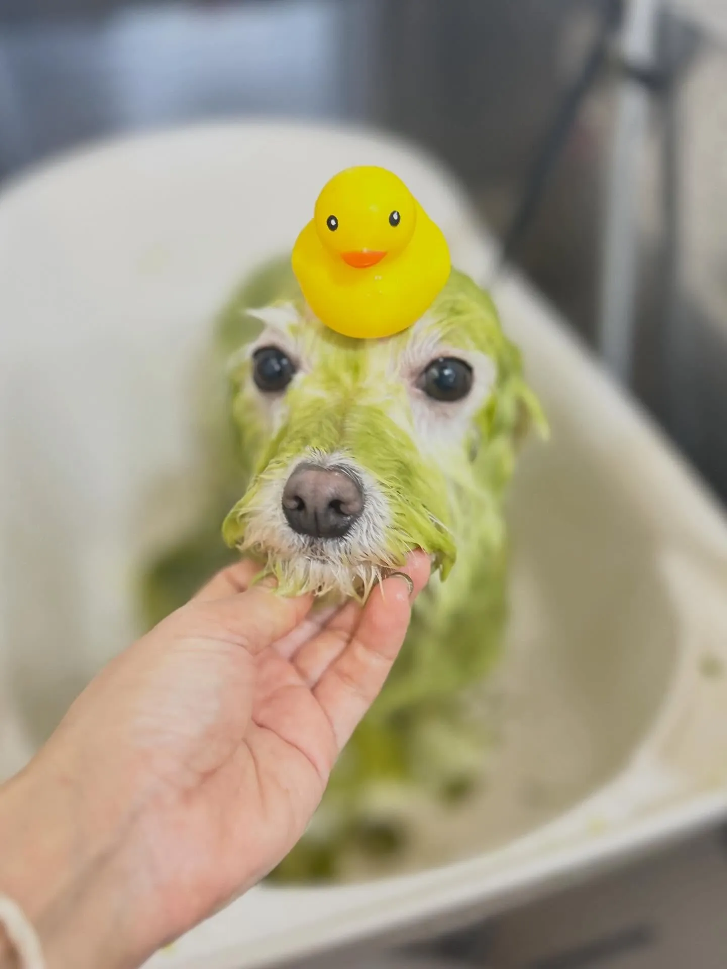 ハーブパック🌿