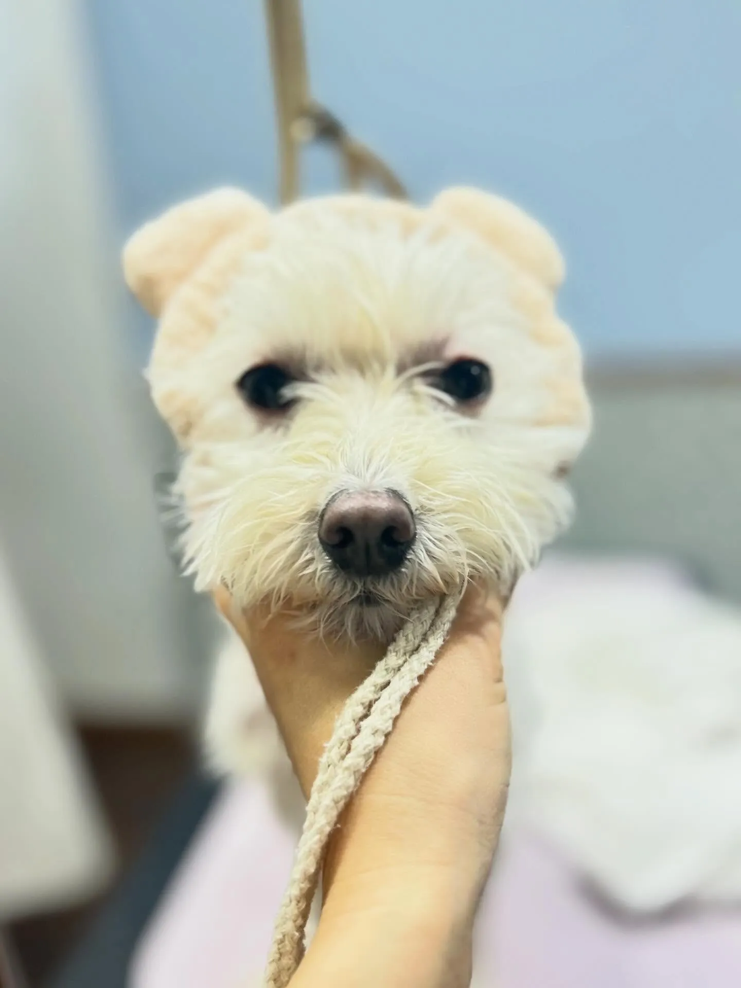 ハーブパック🌿