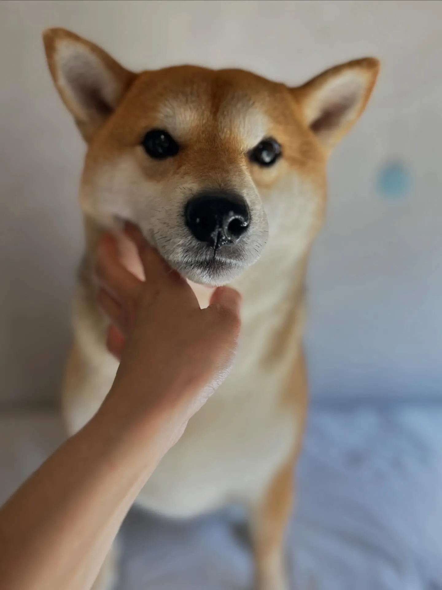 抜け毛の季節🐾