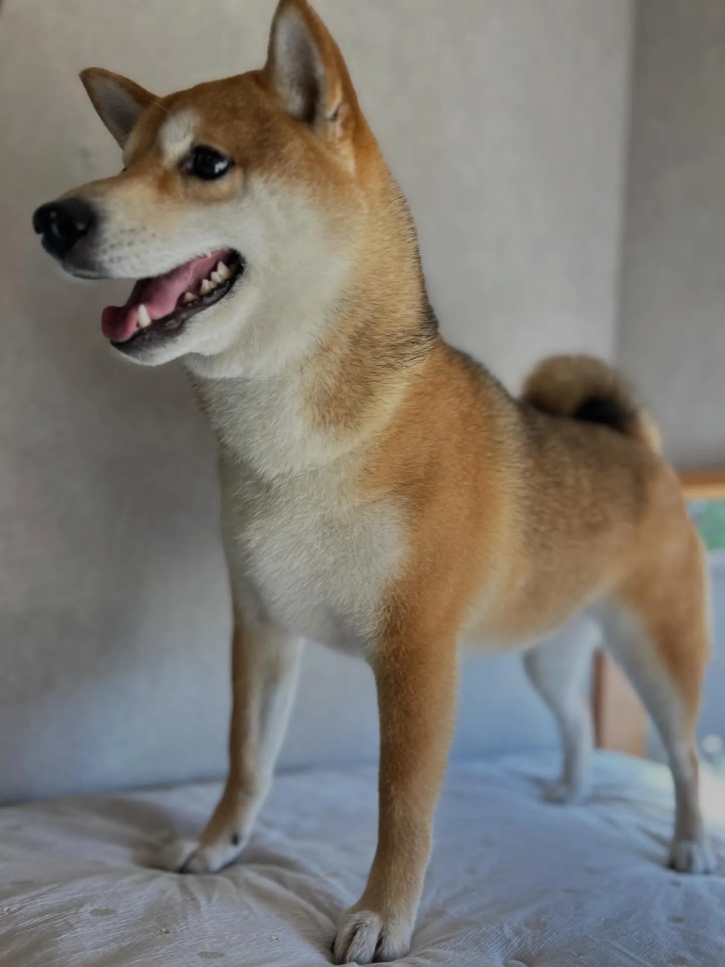 抜け毛の季節🐾