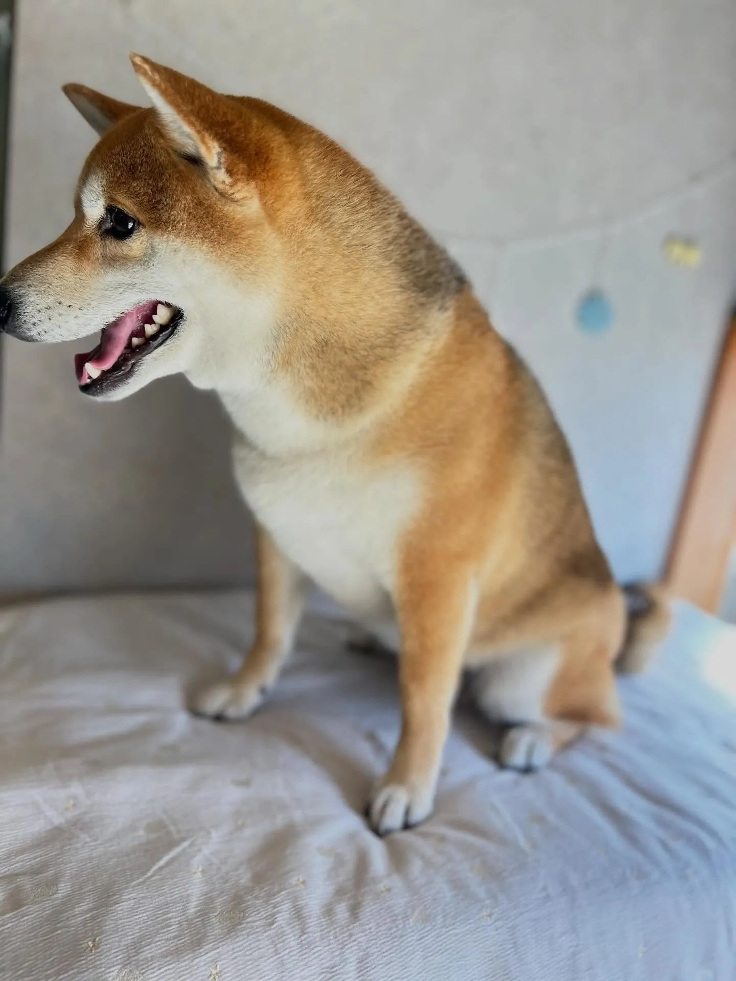 抜け毛の季節🐾