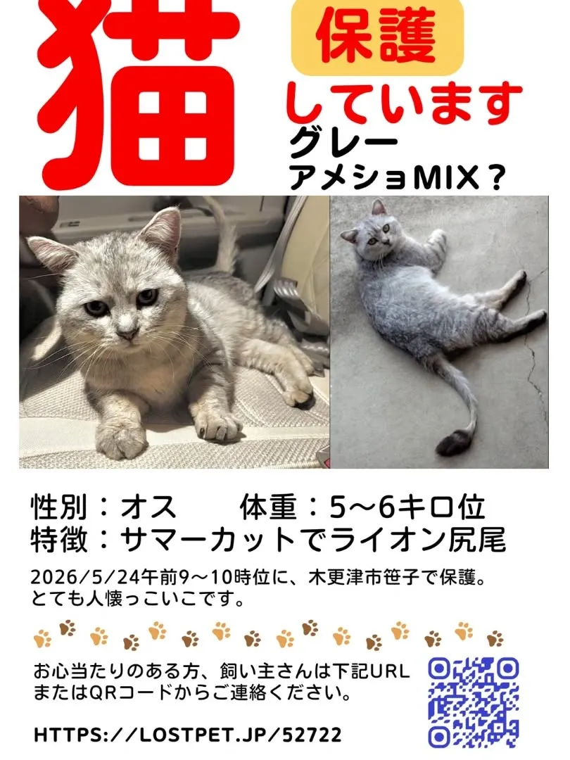 迷子の猫さんの情報です