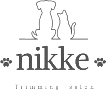 チワワ毛色の種類徹底解説と個性を楽しむ選び方ガイド