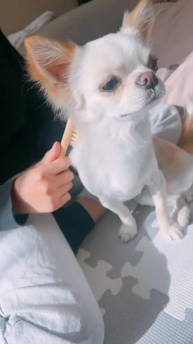 天然毛ブラシ🐾