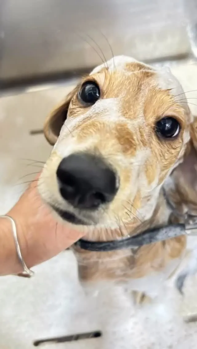 Fist Trimming 𓂃٭ 𓈒𓏸