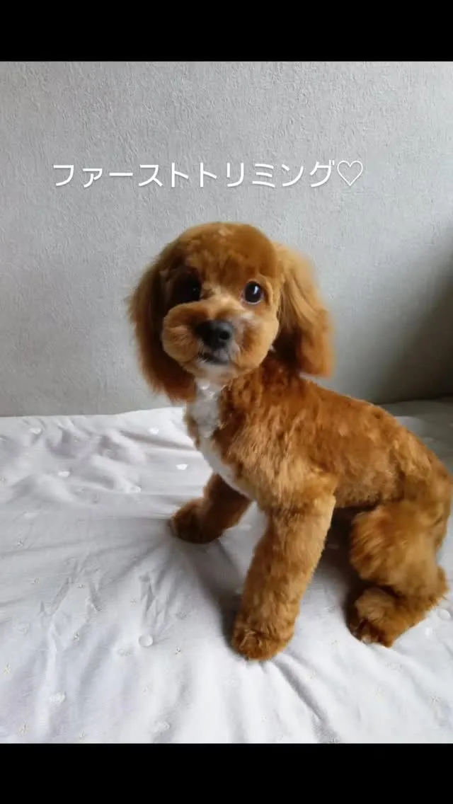 ファーストトリミング🐶
