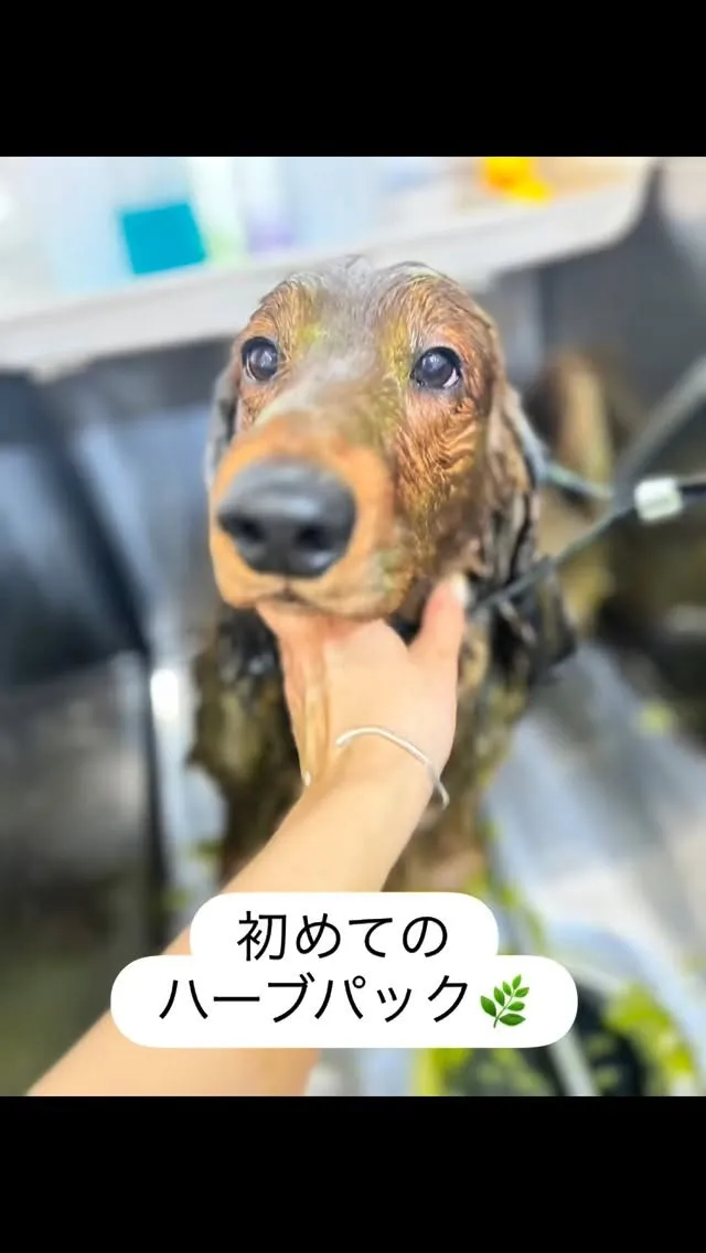 ハーブパック🌿