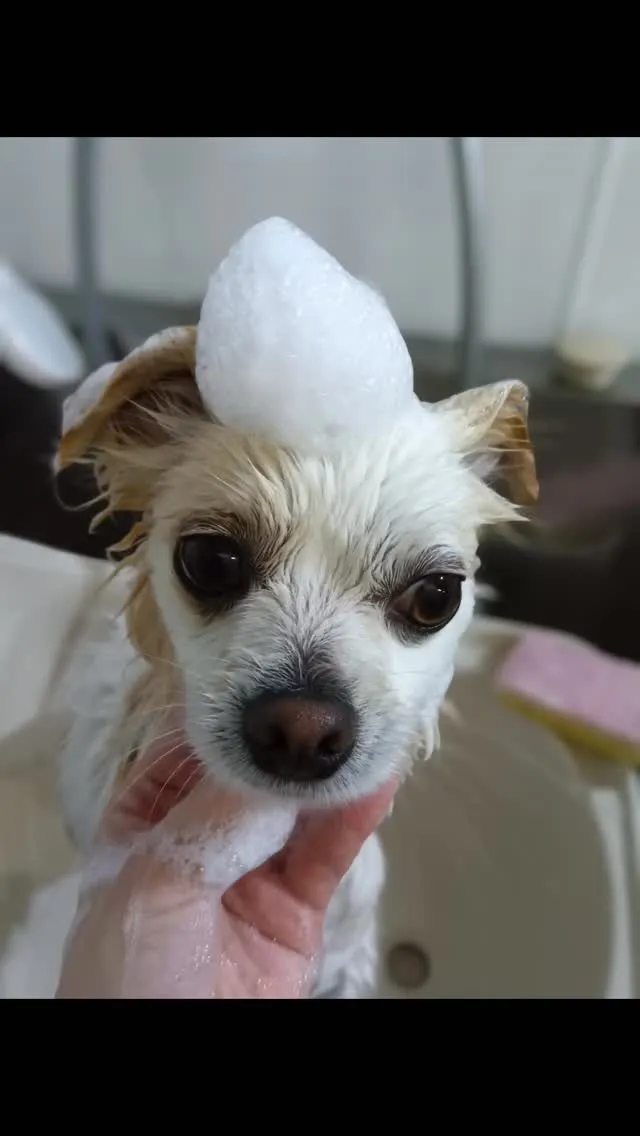 ましゅまろ泡パック🫧