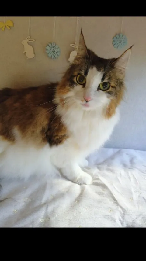 猫ちゃんトリミング🐱