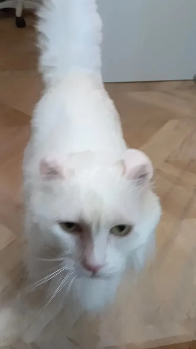 ˚.꒰ トリートメント꒱.˚