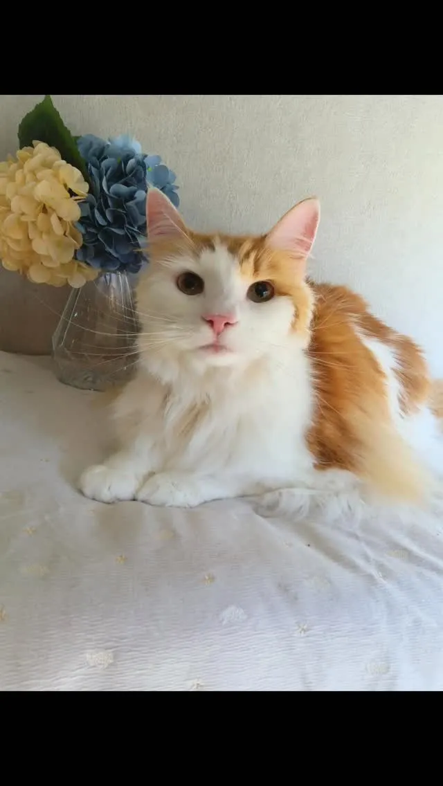 猫ちゃんトリミング🐱