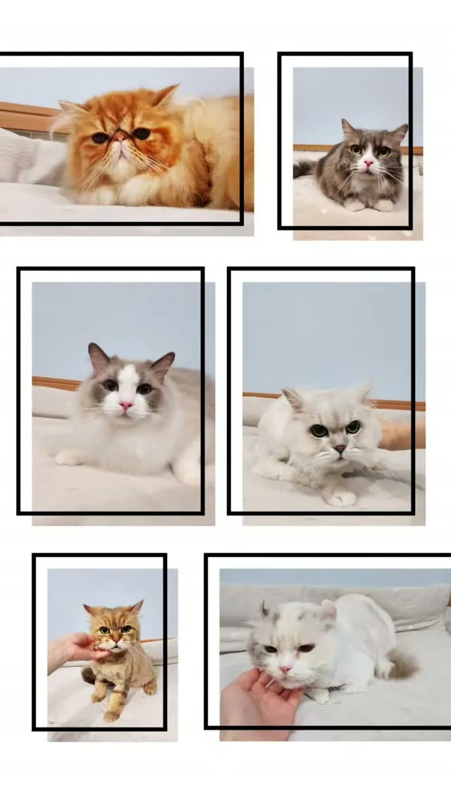 ねこちゃんトリミング🐱🐾
