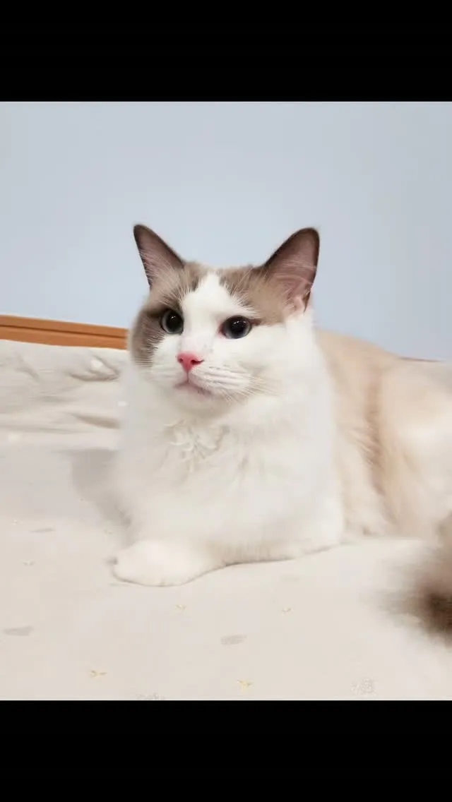 猫ちゃんトリミング🐱