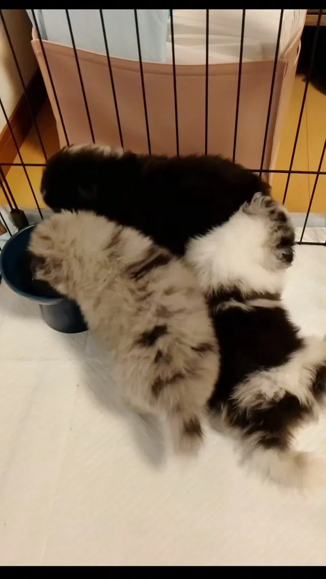 シェルティ産まれました🐶🐾